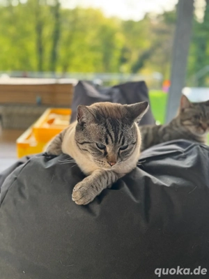 Bengal BKH kater Tafiti  Bild 2