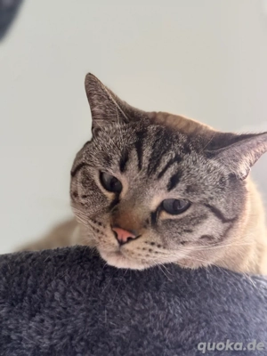 Bengal BKH kater Tafiti  Bild 3