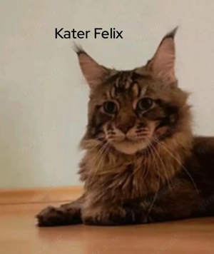 Maine Coon Deck-Kater - reinrassig, erfahren