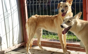 Köbes: Ein empfindsames Herz sucht sanfte Hände