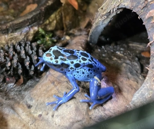 Dendrobates tinctorius azureus DNZ 0.0.5 aus NRW, Siegen Bild 6