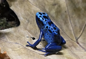 Dendrobates tinctorius azureus DNZ 0.0.5 aus NRW, Siegen Bild 2