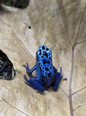 Dendrobates tinctorius azureus DNZ 0.0.5 aus NRW, Siegen Bild 8