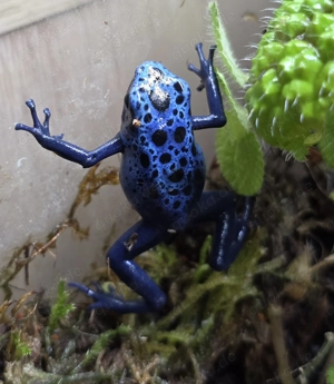 Dendrobates tinctorius azureus DNZ 0.0.5 aus NRW, Siegen Bild 4