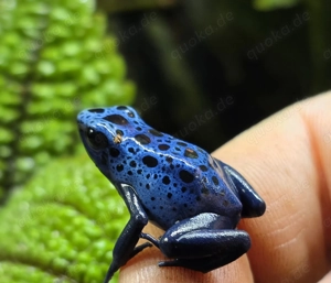 Dendrobates tinctorius azureus DNZ 0.0.5 aus NRW, Siegen
