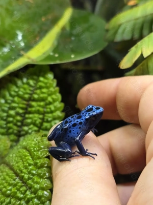 Dendrobates tinctorius azureus DNZ 0.0.5 aus NRW, Siegen Bild 5