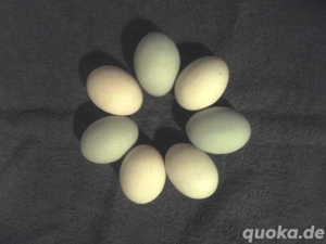Eier (Speiseeier) zu verkaufen! Bild 2