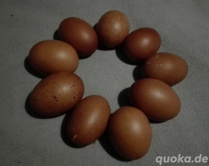 Eier (Speiseeier) zu verkaufen!
