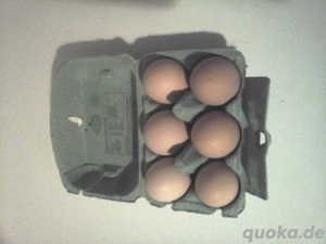 Speiseeier zu verkaufen! Bild 4