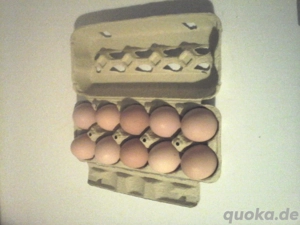 Speiseeier zu verkaufen! Bild 5