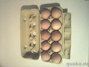 Speiseeier zu verkaufen! Bild 3