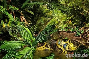 Anakondas(1,1 eigene Nz'21 '22  > Buch inkl.) zusammen: Bild 7  Anakondas(1,1 eigene Nz'21 '22  > Buch inkl.) zusammen: Bild 7