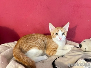 rotes Katerchen Tobi sucht seine Dosenöffner 