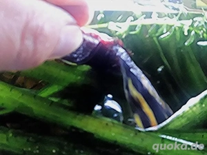 Feuerstachelaal  Bild 4 Feuerstachelaal  Bild 4