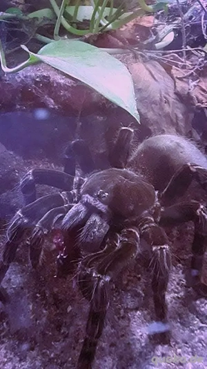 Vogelspinne  mit Terra & Beleuchtung  Bild 4 Vogelspinne  mit Terra & Beleuchtung  Bild 4