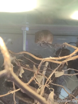 Eurasische Zwergmaus  Bild 6