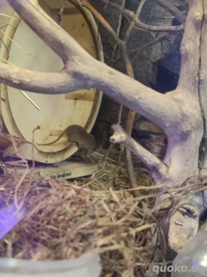 Eurasische Zwergmaus  Bild 7