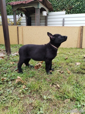 Osteuropäische Schäferhund Welpen zu verkaufen.