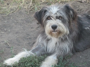 Roya ca. 45 cm   war unerwünscht