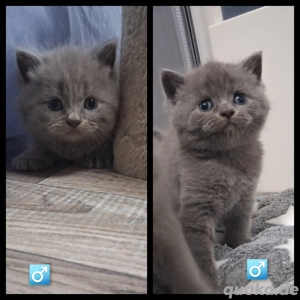 Bkh Kitten Blau Britisch Kurzhaar 