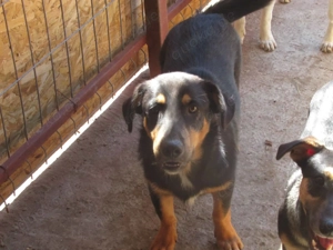 Sebastian ca. 35 cm   der Behutsame Bild 2