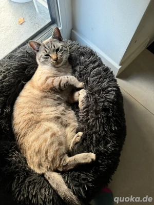 Bengal BKH kater Tafiti  Bild 5