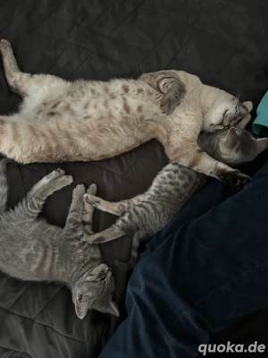 Bengal BKH kater Tafiti  Bild 7