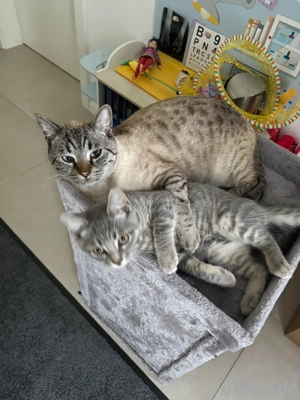 Bengal BKH kater Tafiti 