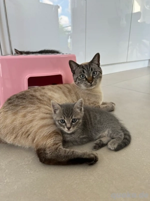 Bengal BKH kater Tafiti  Bild 6