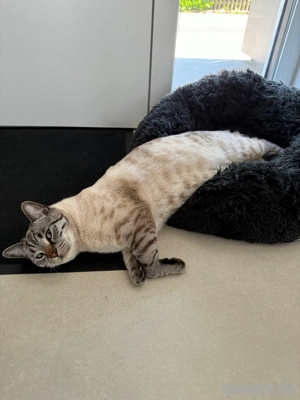 Bengal BKH kater Tafiti  Bild 8