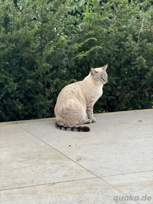 Bengal BKH kater Tafiti  Bild 9