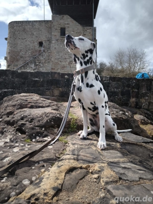 sportliche Dalmatiner Hündin