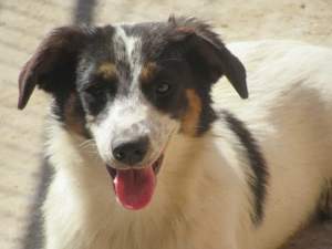 Ivo ca. 35 cm - der Hoffnungsvolle