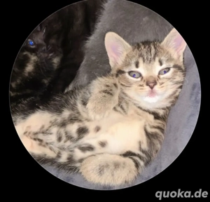 3 monate babykatzen; weiblich getigert   