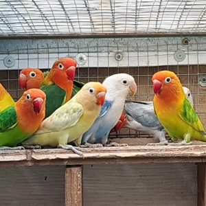 Pfirsichköpfchen Unzertrennliche