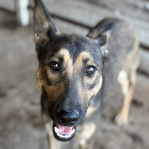 Elin H ca. 50 cm   Die Sportliche