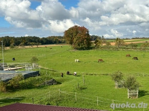 Pferdeoffenstallplatz in Stutenherde