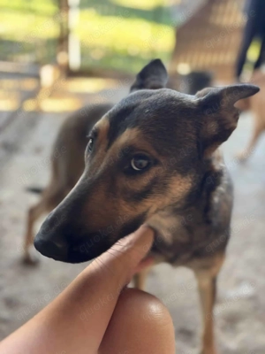 Elin H ca. 50 cm   Die Sportliche