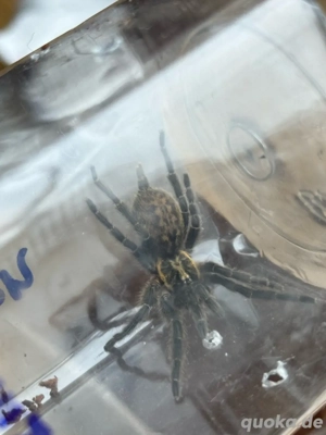 Heterothele villosella