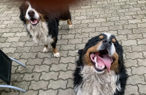 Unsere Zuckerschnuten sind da!