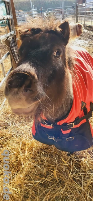 Shettys suchen Beschäftigung 