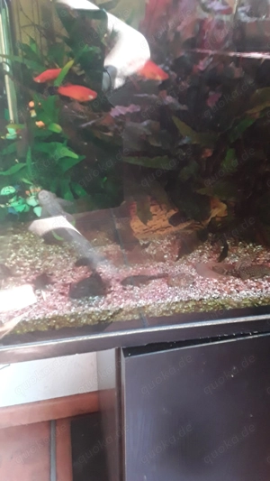 Aquarium fische Welse 