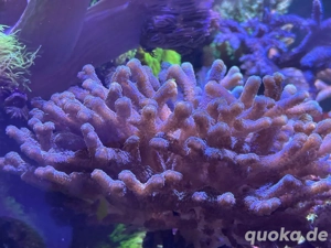 sps Koralle, Korallen,meerwasser
