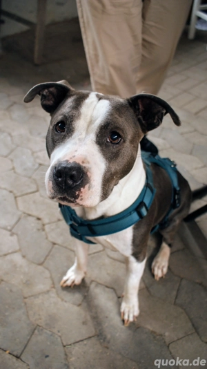 American Staffordshire Terrier-Mix  Sally  sucht liebevolles Zuhause