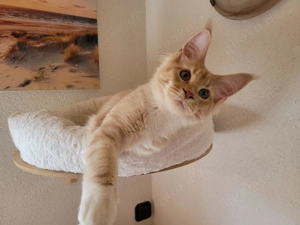 Jungkater sucht liebevolles Heim