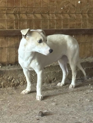 Dotty ca. 30 cm - Die niedliche Zwergin