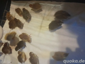 wachtelküken cebalon