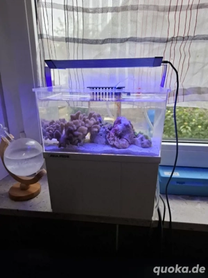 Mini Meerwasser Aquarium 