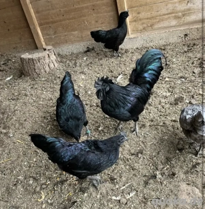 Ayam Cemani Hühner
