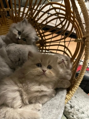 BKH Kitten suchen ein liebevolles Zuhause